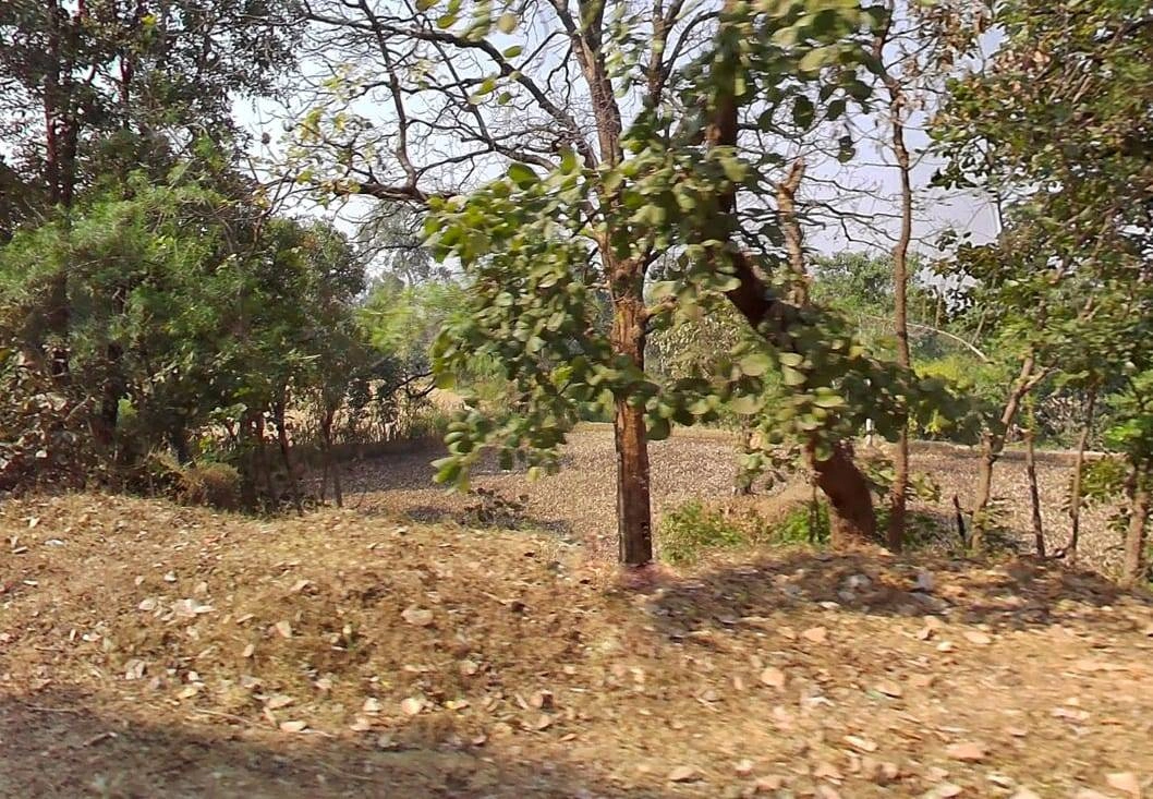 QV5M+CP Gaurella, Chhattisgarh, India