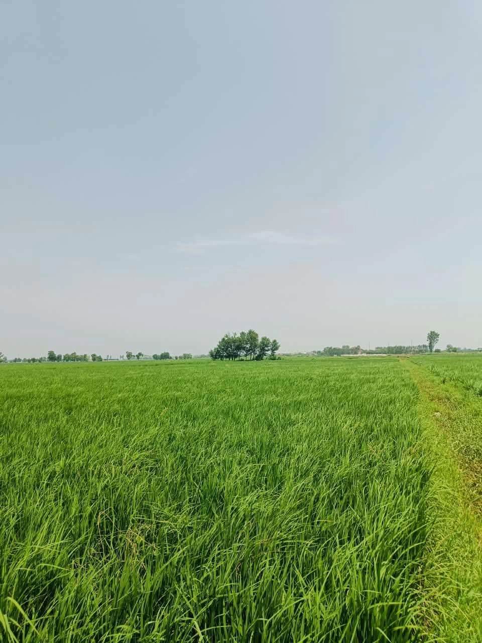 Nawali, Mathura, Uttar Pradesh, India preview 3