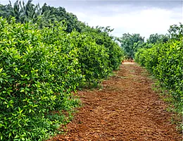 RJ4X+4Q Chennavaram, Andhra Pradesh, India preview 3