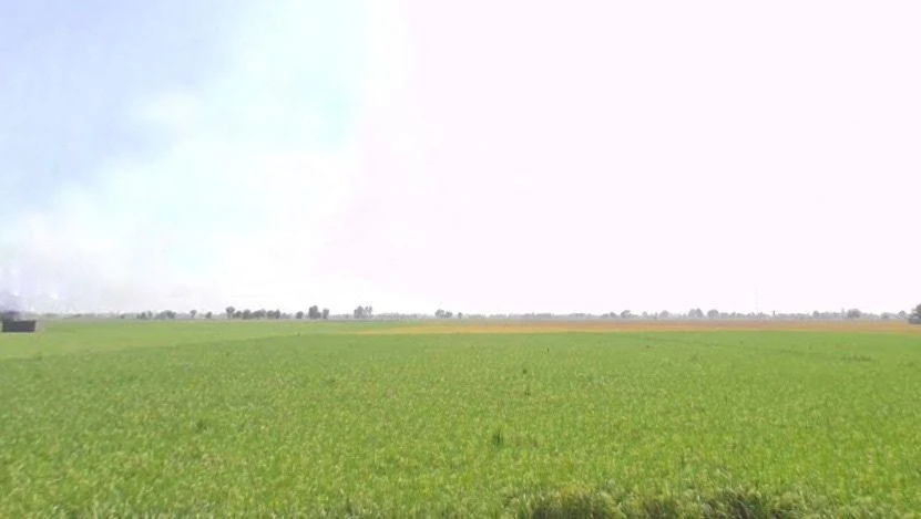 Patran, Punjab 147105, India