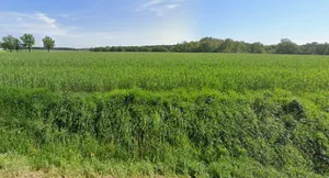 Rania, Uttar Pradesh, India preview 3