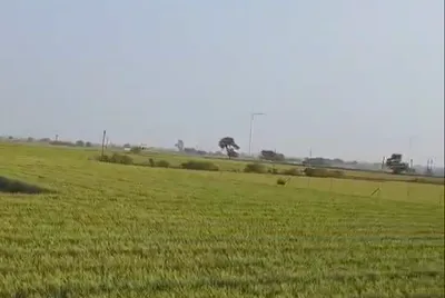 Piplya Indore, Shajapur, Madhya Pradesh 465110, India preview 2