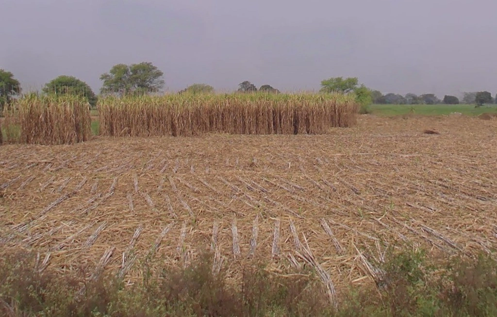 Binouri, Chhattisgarh 493228, India