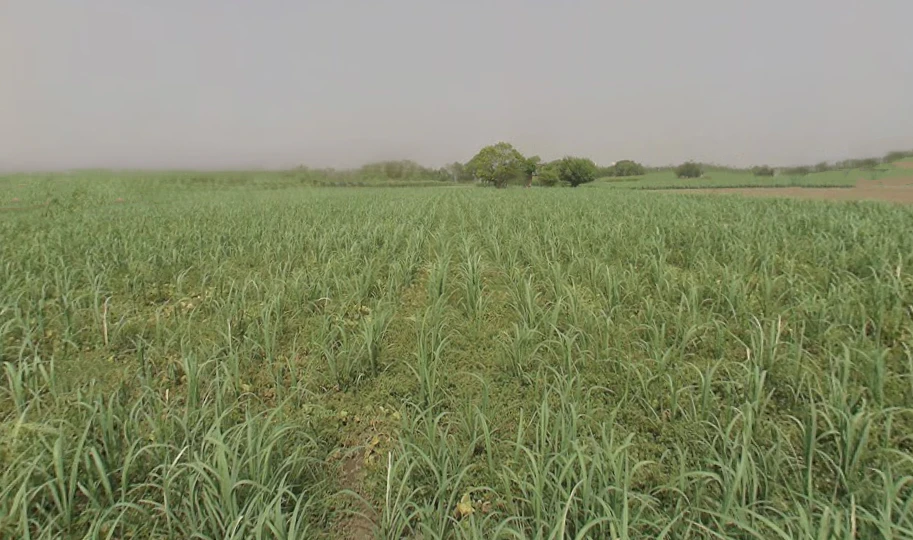 Gohana, Haryana 131301, India