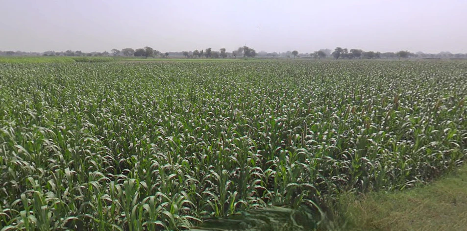 Jalesar, Uttar Pradesh 207302, India