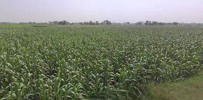 Jalesar, Uttar Pradesh 207302, India preview 3