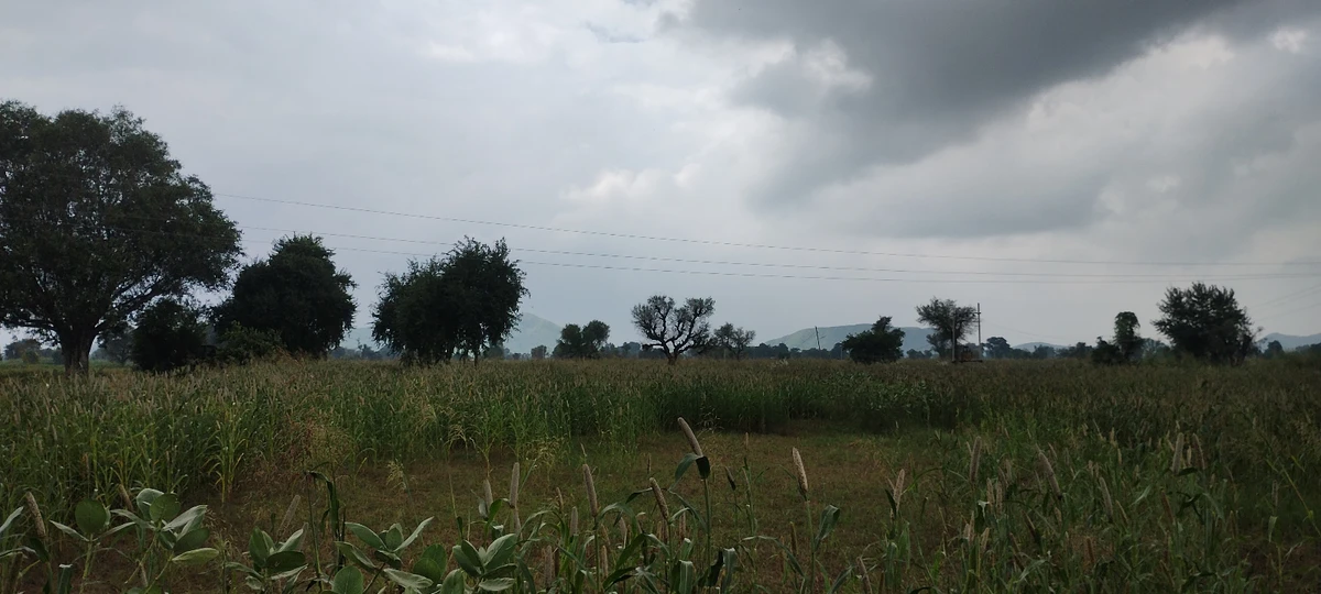 Bedha, Rajasthan 301021, India