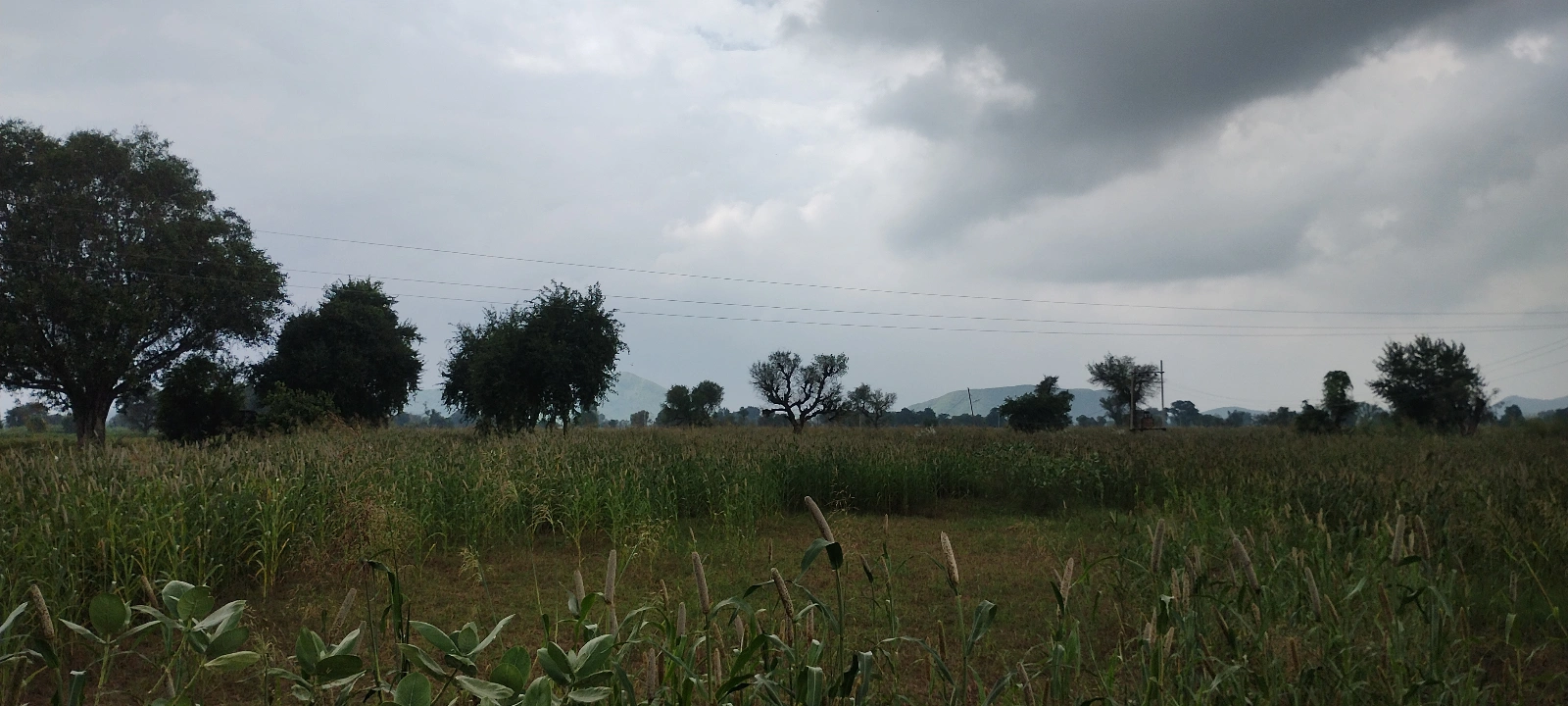 Bedha, Rajasthan 301021, India