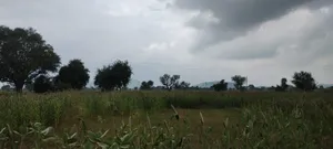 Bedha, Rajasthan 301021, India preview 3