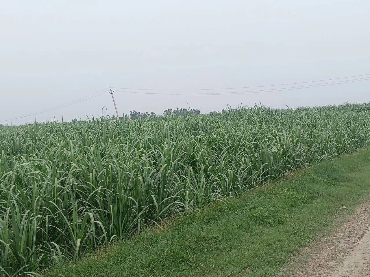 Fatehpur, Uttar Pradesh, India