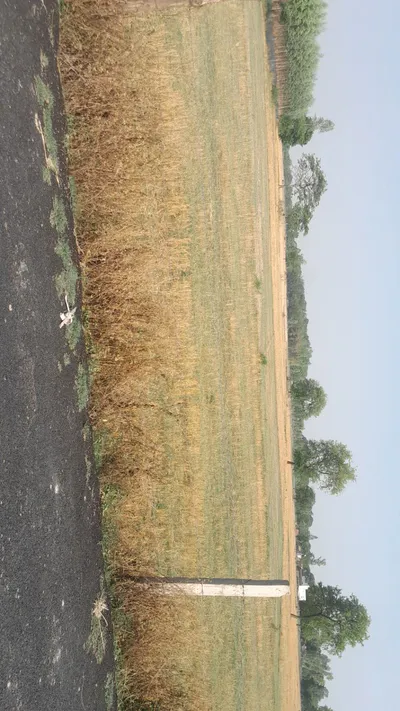 M5R2+94 Mainuddinpur, Uttar Pradesh, India preview 2