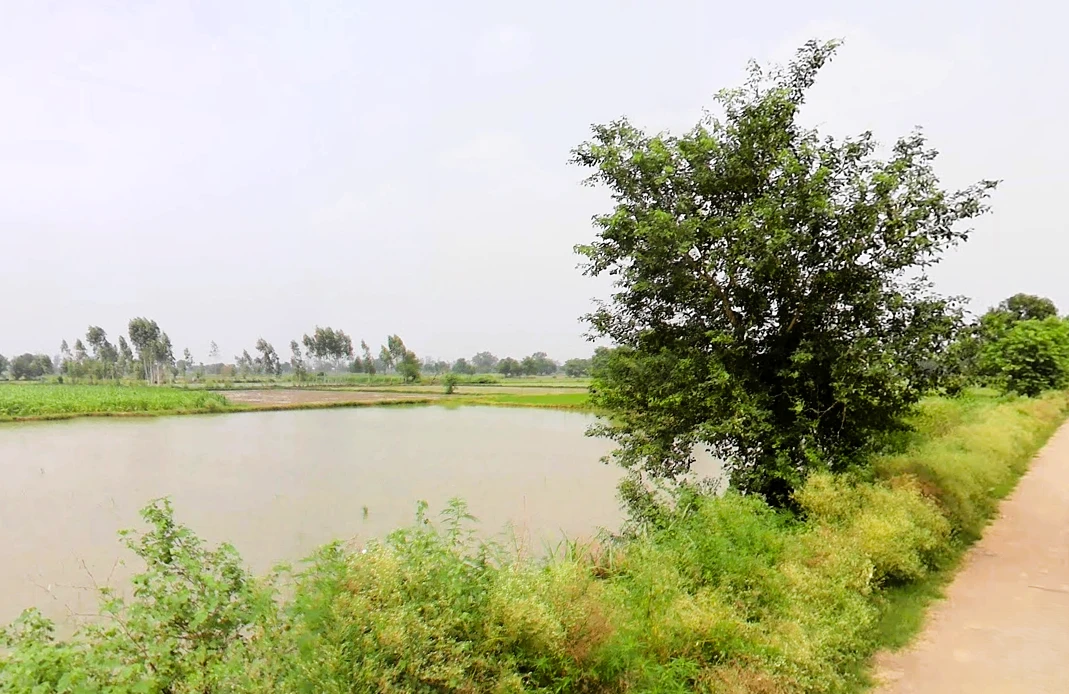 Pahrawar, Haryana 124021, India