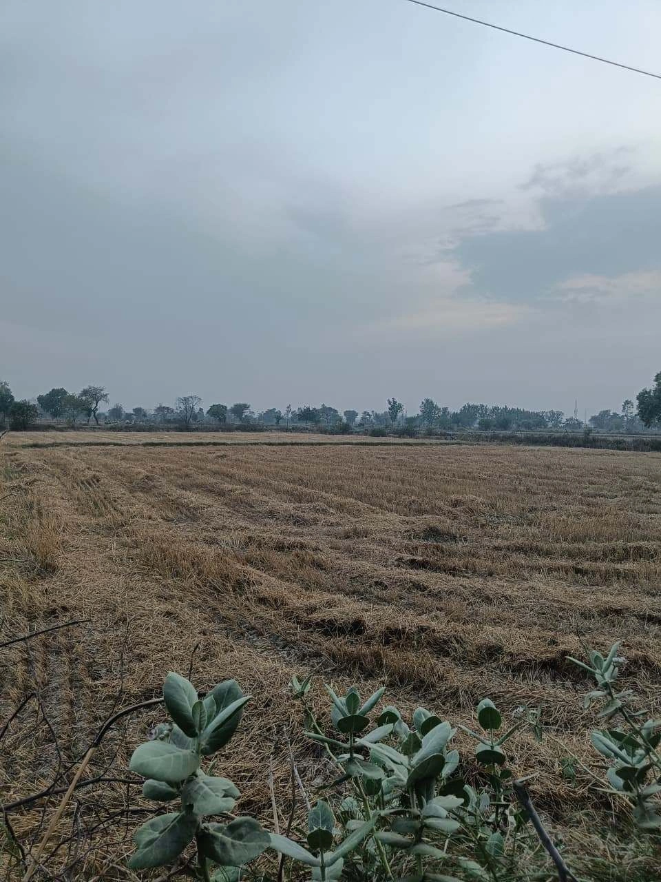 Sholi, Kota, Rajasthan 325201, India