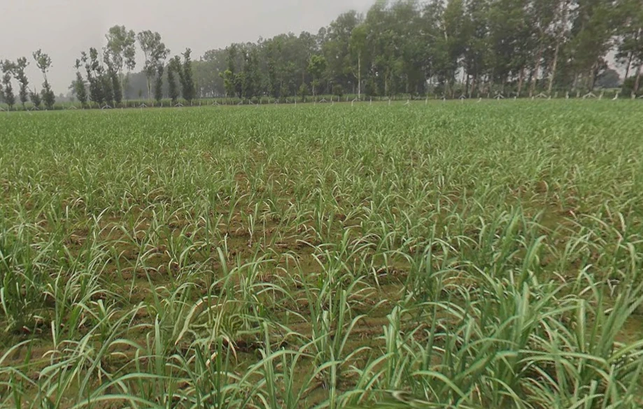 Behsuma, Uttar Pradesh 250401, India
