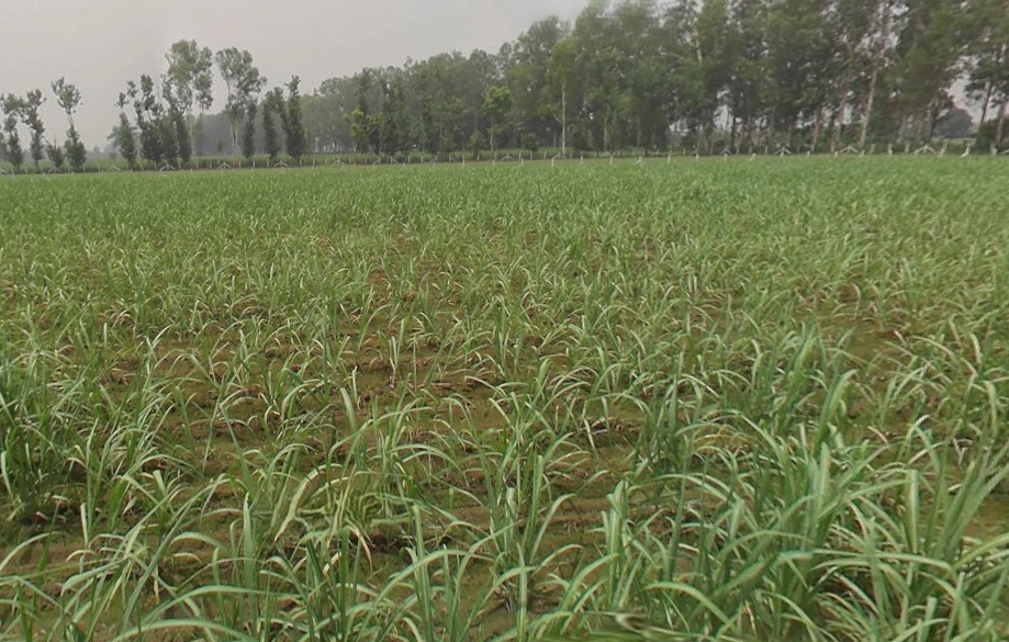 Behsuma, Uttar Pradesh 250401, India
