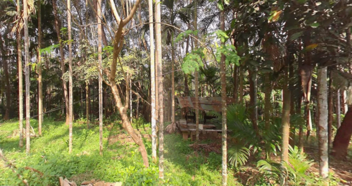 87WQ+XP3, Palunda, Kerala 679331, India