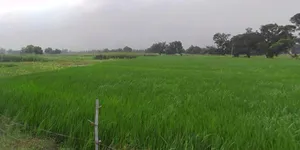 Rania, Uttar Pradesh, India preview 3