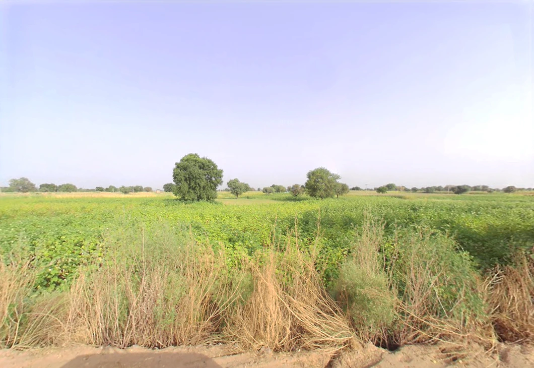 Jant, Haryana, India