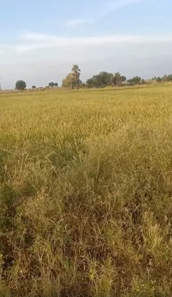 87Q5+XHW, Ranga Reddy, Peddamangalaram, Telangana 501504, India