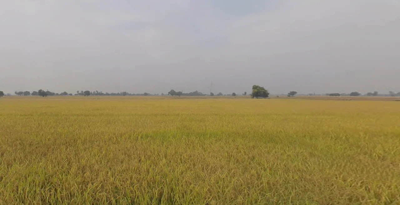 Naukerian, Punjab 152033, India preview 3