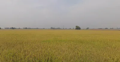 Naukerian, Punjab 152033, India preview 3