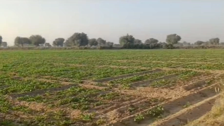CC8H+X8, Sikar, Mandha, Rajasthan 332602, India