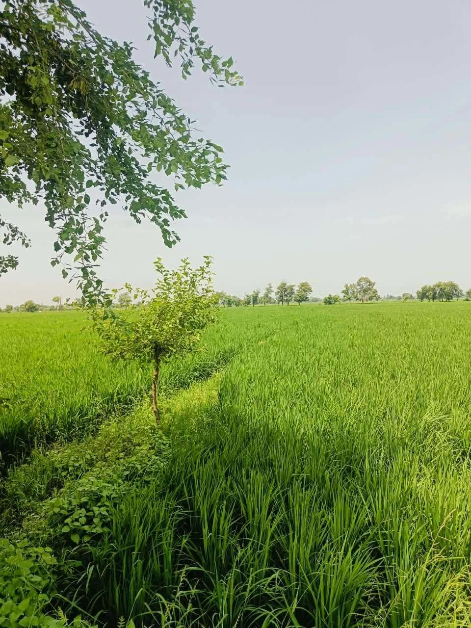 Thok Sumera, Aligarh, Uttar Pradesh 281206, India - Photo 3