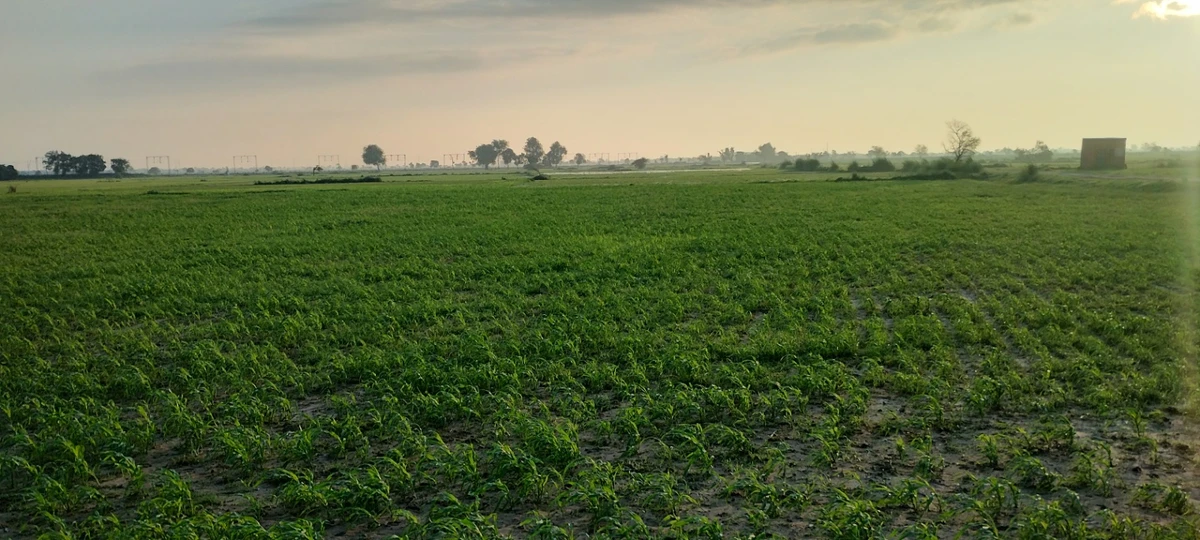 Helak, Rajasthan, India