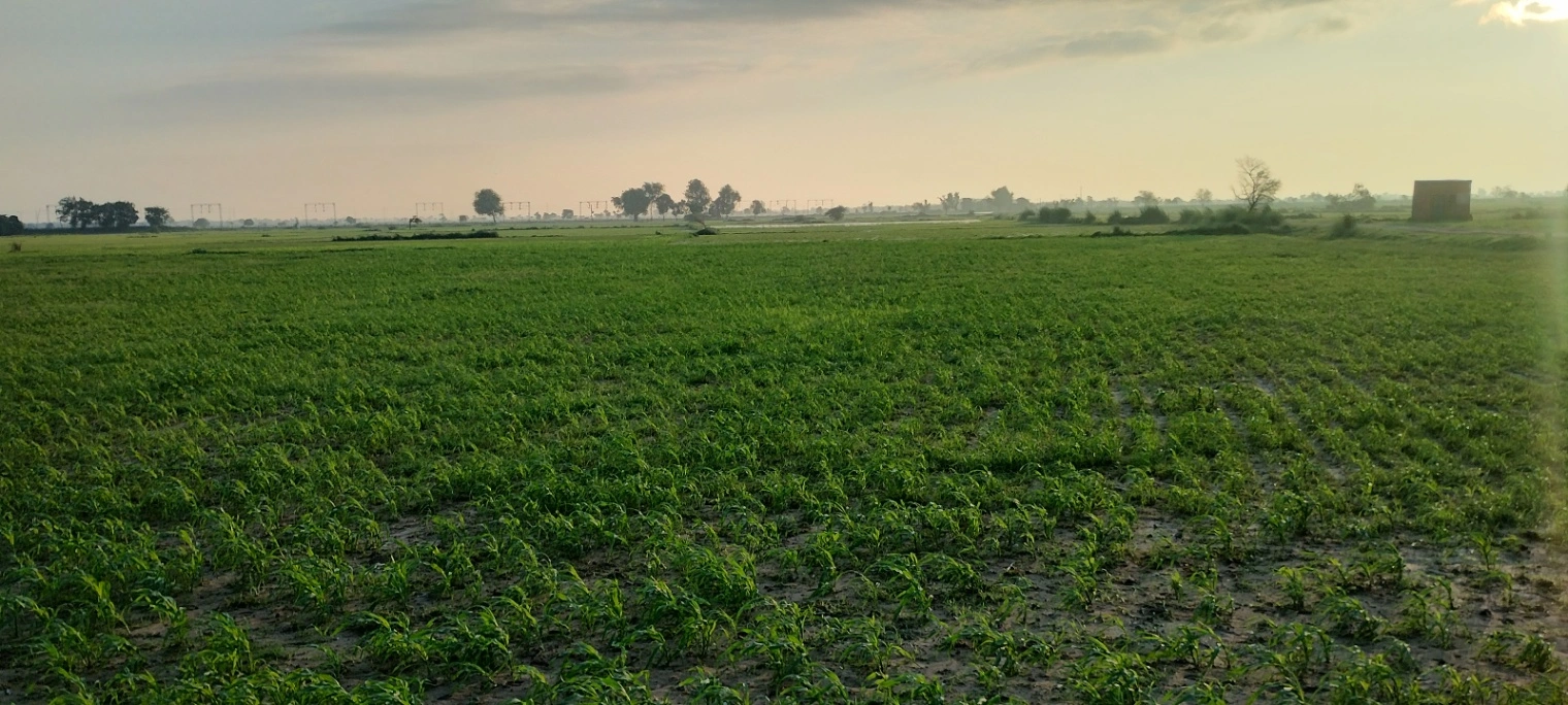 Helak, Rajasthan, India