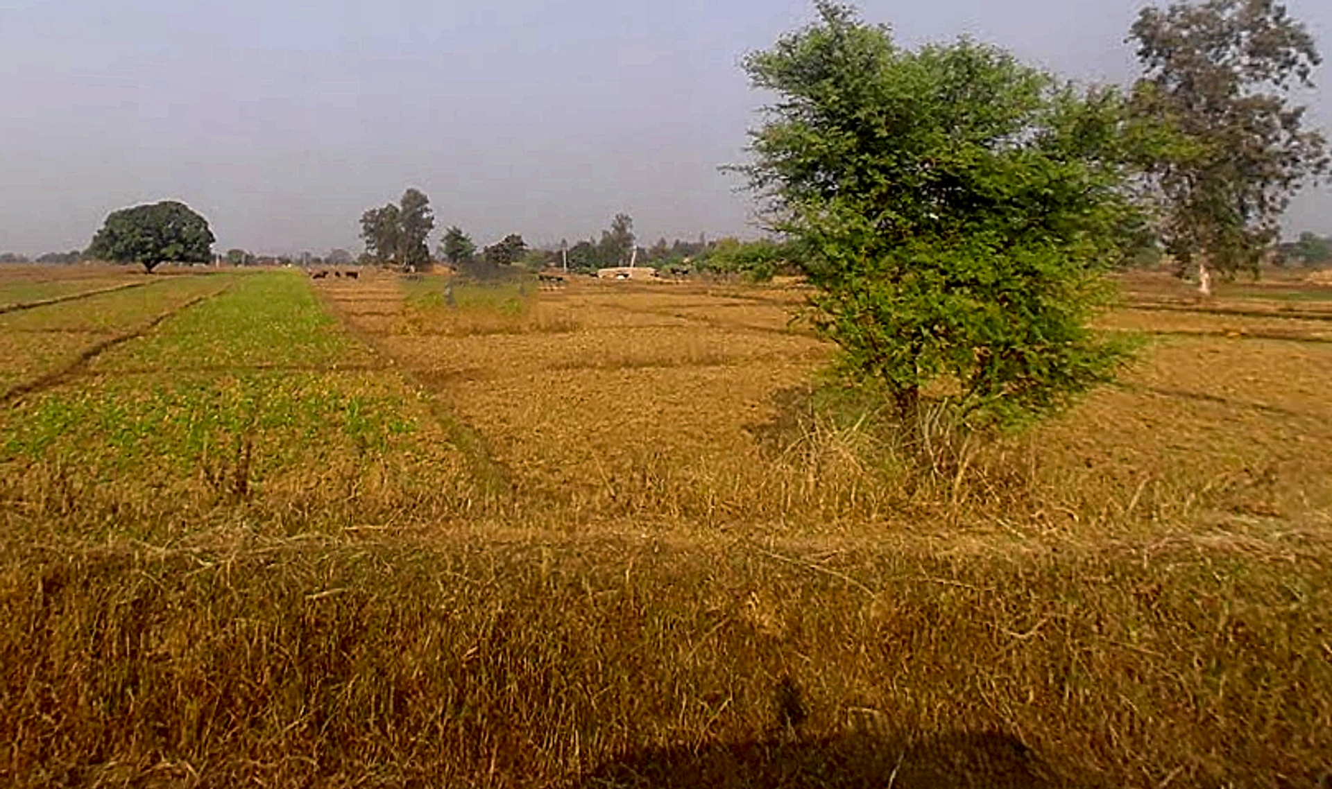 Marihan, Uttar Pradesh 231210, India