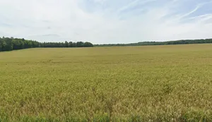 Pandhanya, Madhya Pradesh 451001, India preview 3