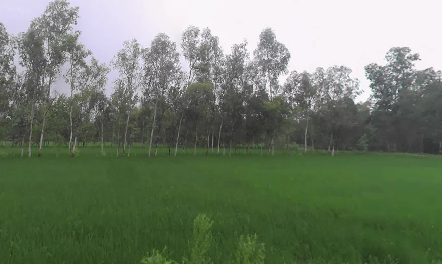 Fatehganj Pashchimi, Uttar Pradesh 243501, India