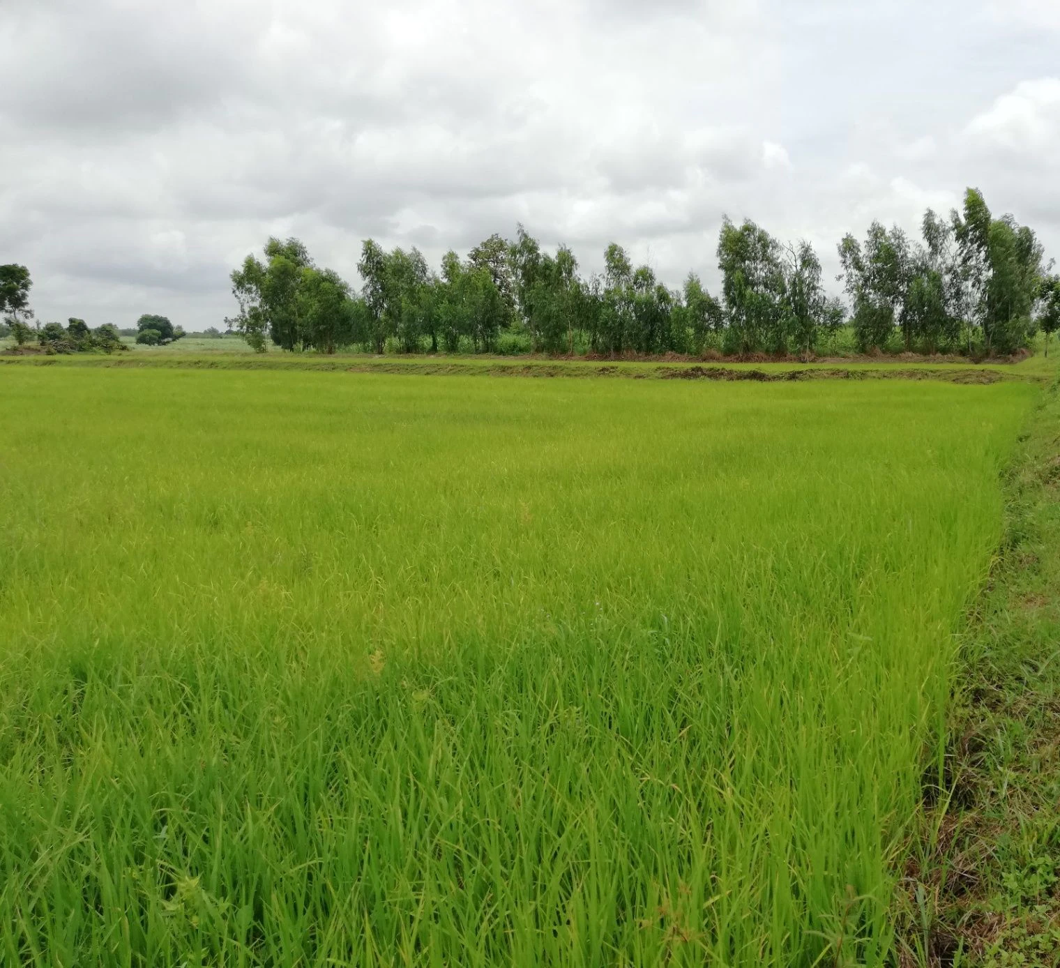 Puranpur, Uttar Pradesh 262122, India