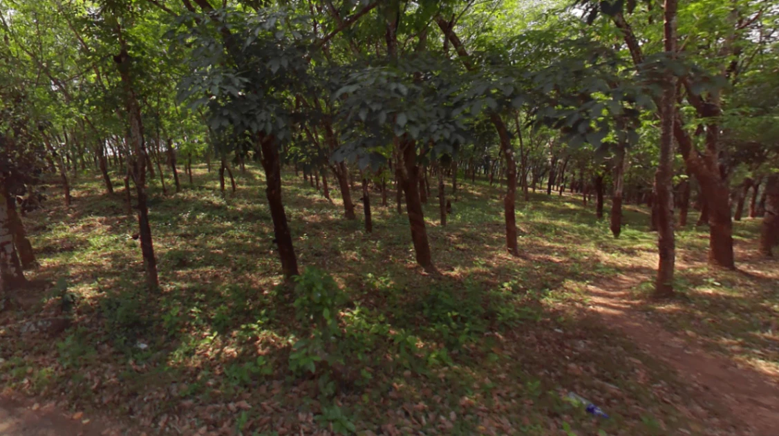 73F9+FX3, Edakkattuparamb, Kerala 673639, India