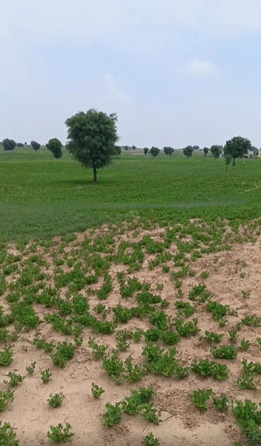 95RR+2F Mandawara, Kota, Rajasthan, India