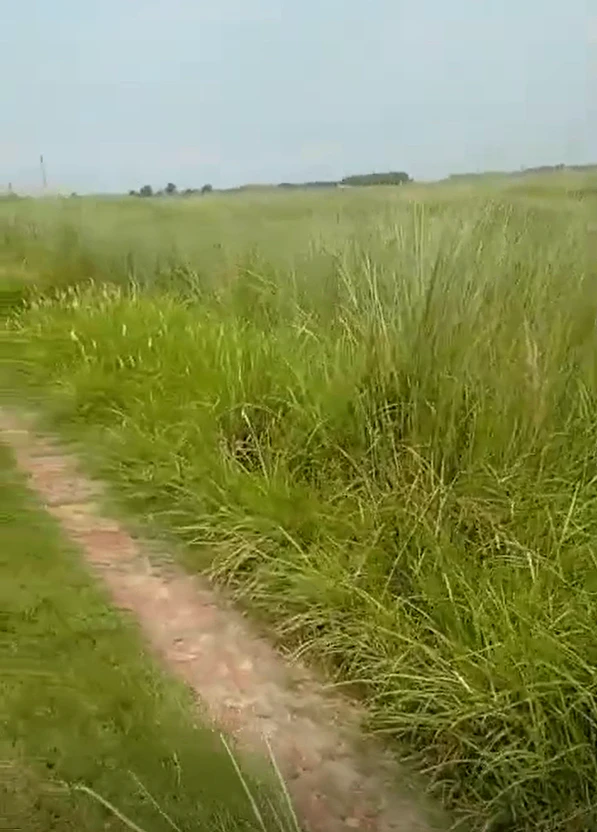 Pali, Bihar 801109, India