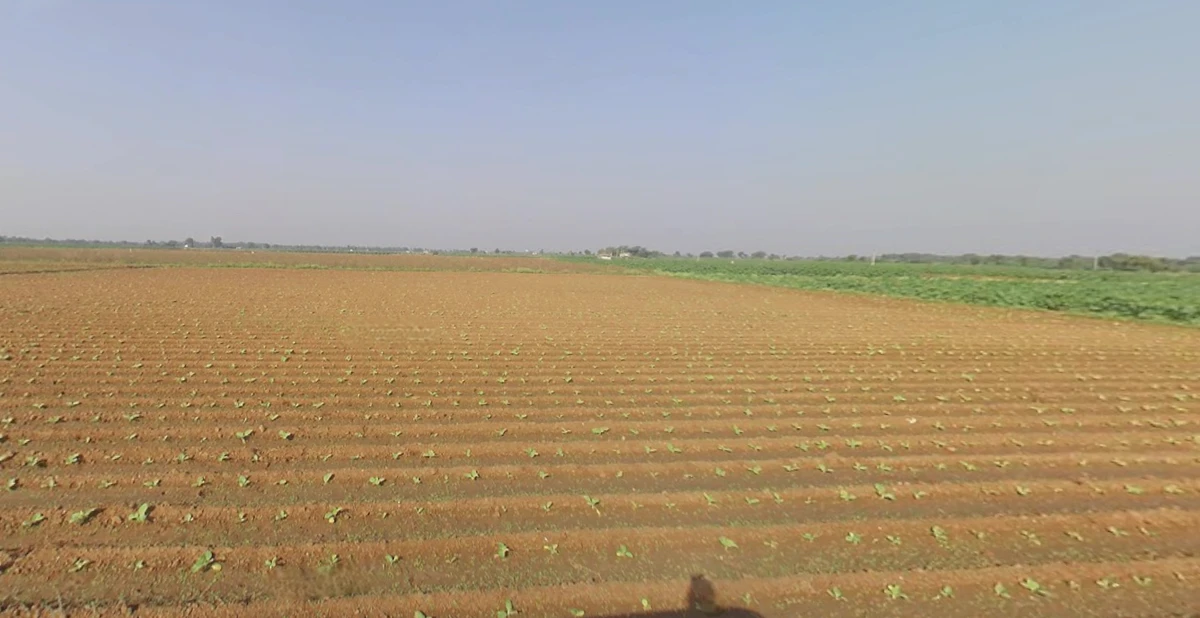 Sonardi, Gujarat 362205, India