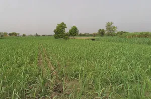 Makhdumpur, Uttar Pradesh, India preview 3
