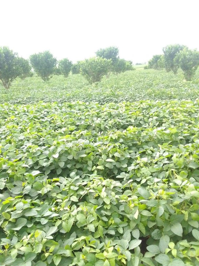 Andher Baodi, Madhya Pradesh 460220, India