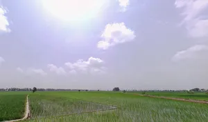 Pharal, Haryana 136021, India preview 2
