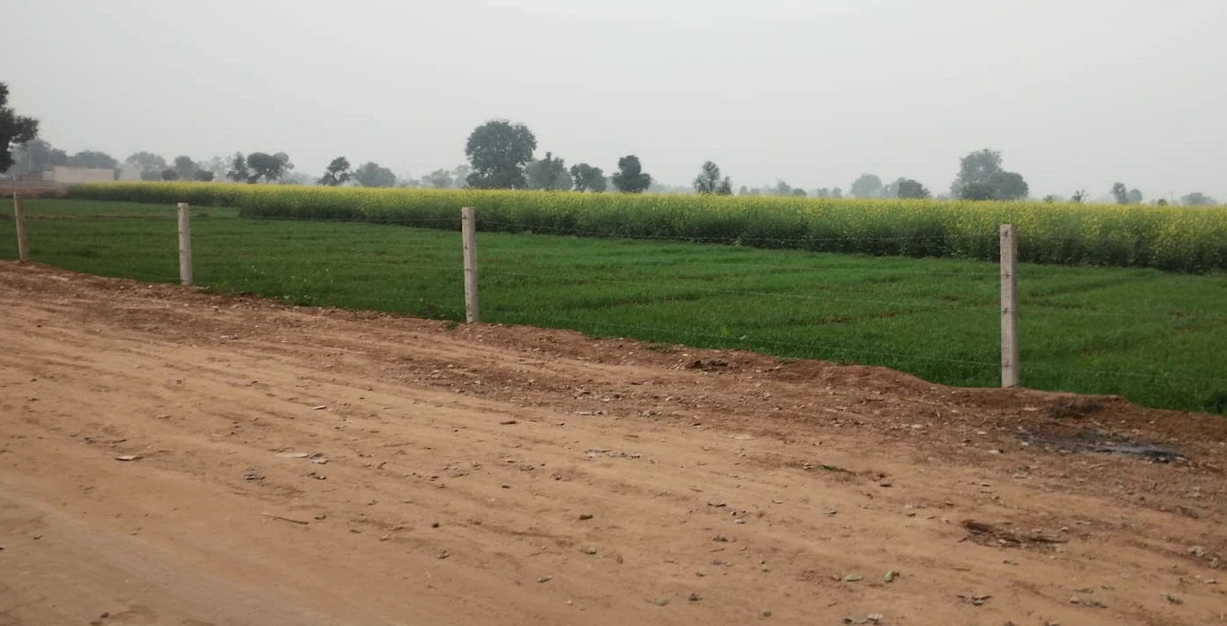 Rajpura, Punjab, India