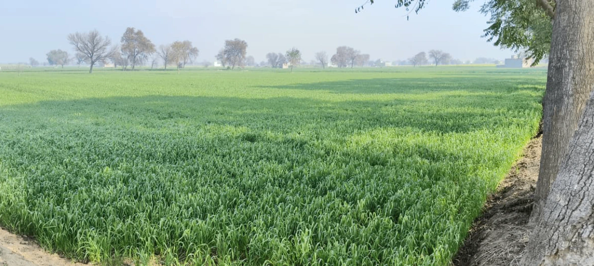 Samalkha, Haryana, India