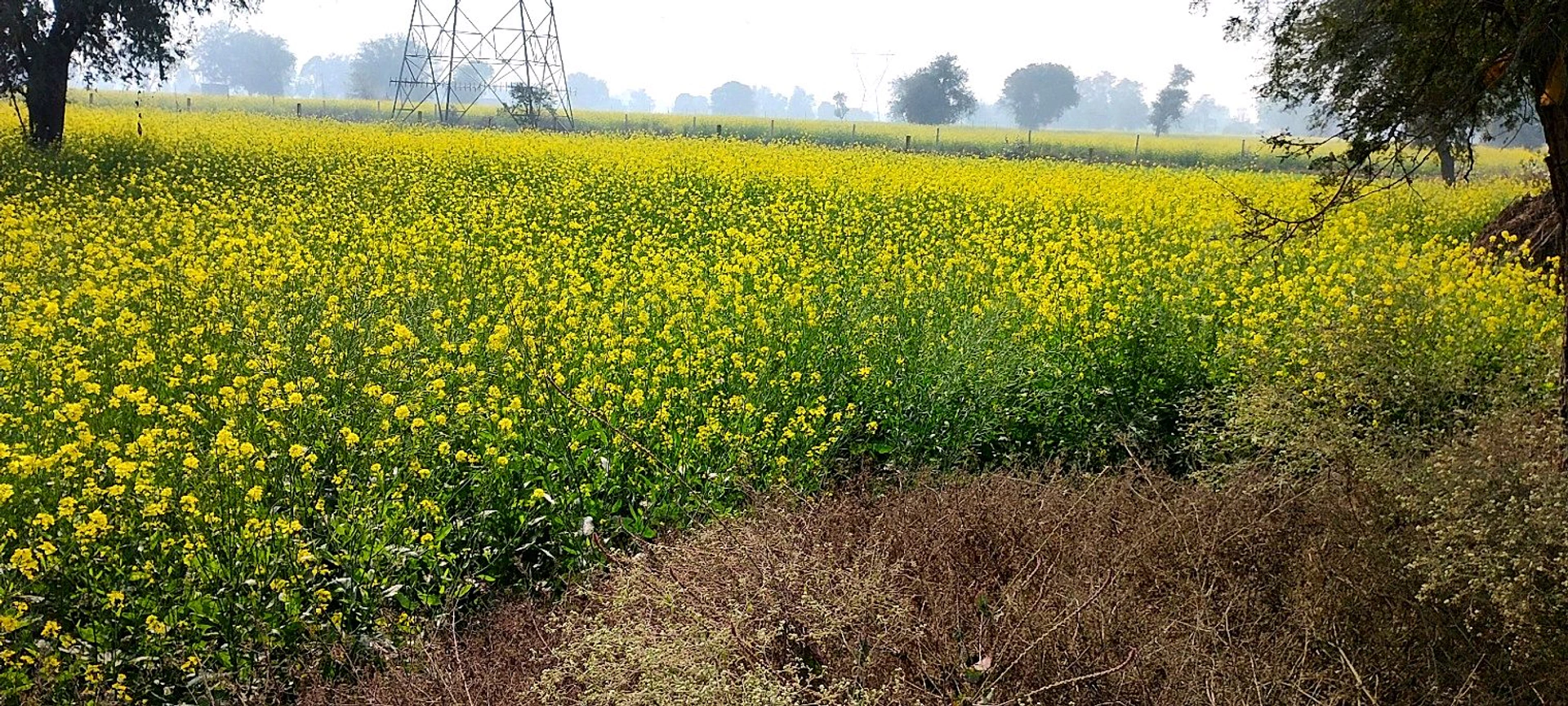 Barodameo, Rajasthan 301021, India