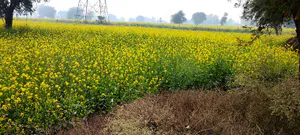 Barodameo, Rajasthan 301021, India preview 5