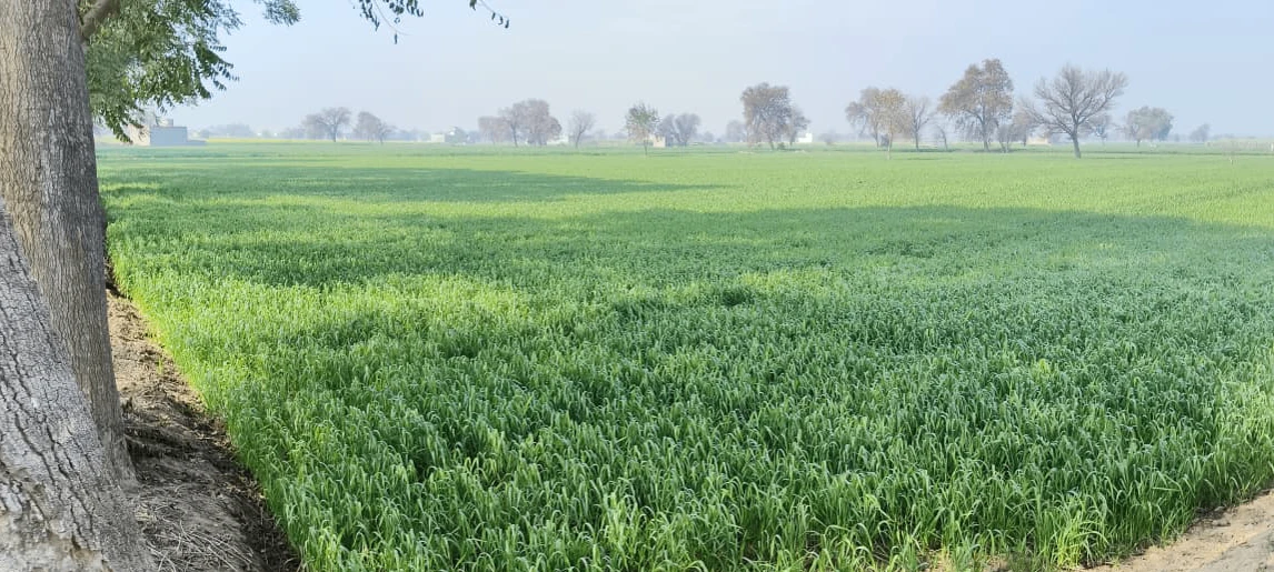 Barnagar, Madhya Pradesh 456771, India