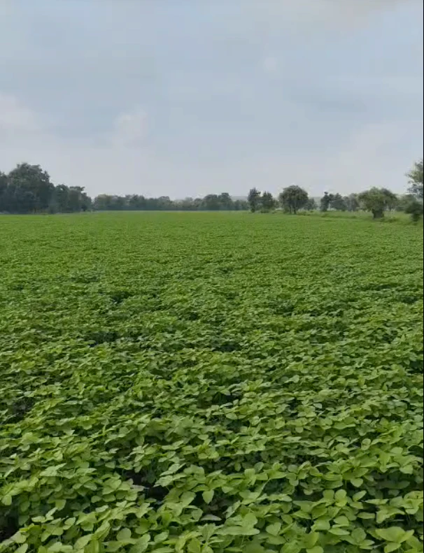 W83F+6HX, Gwalior, Dabra, Madhya Pradesh 475110, India