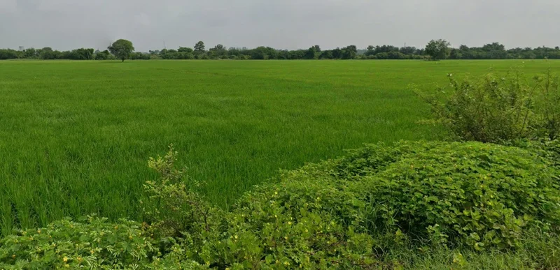 WRXW+26, Kohka, Chhattisgarh 491661, India preview 3