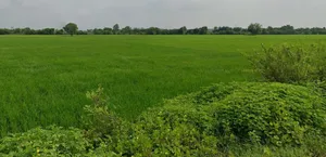 WRXW+26, Kohka, Chhattisgarh 491661, India preview 3