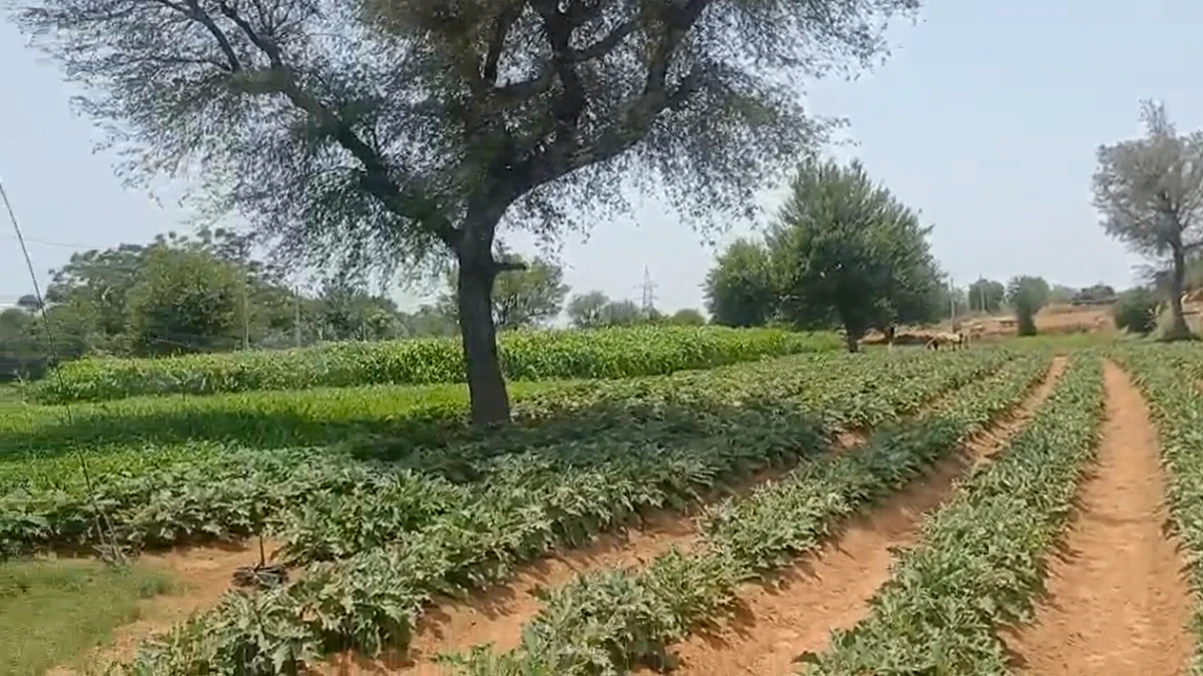 R5PH+V7 Madanpur, Bharatpur, Rajasthan, India