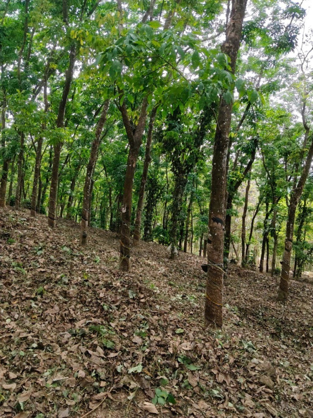 CVM3+X53, Vechoochira, Kerala 686511, India